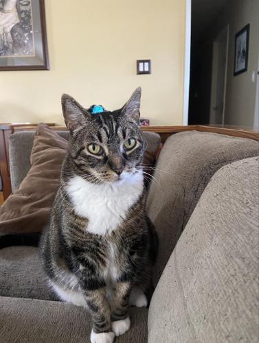 Lost Male Cat last seen Neighborhood behind the Vons Shopping Center, Los Alamitos, CA 90720