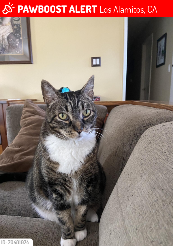 Lost Male Cat last seen Neighborhood behind the Vons Shopping Center, Los Alamitos, CA 90720