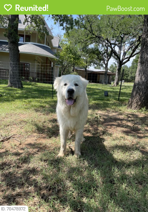 Reunited Male Dog last seen Lost near newt Patterson rd in Mansfield , Mansfield, TX 76063