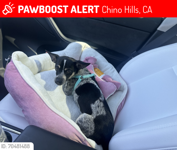 Lost Female Dog last seen Chino hills, Chino Hills, CA 91709