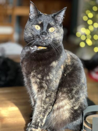 Lost Female Cat last seen Sunset Drive between Monroe and Elmwood, Rochester, NY 14618