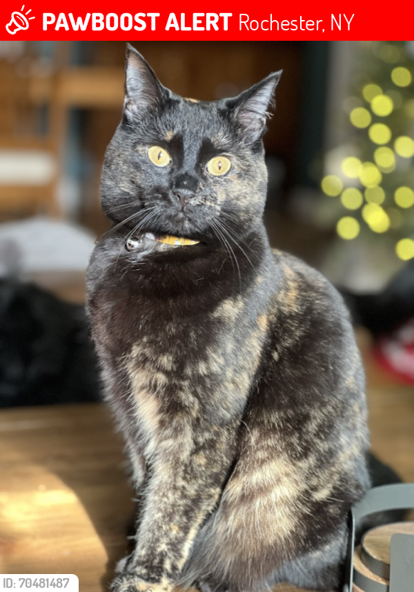 Lost Female Cat last seen Sunset Drive between Monroe and Elmwood, Rochester, NY 14618