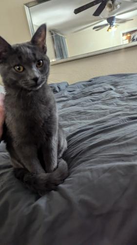 Lost Male Cat last seen Normandale , Fort Worth, TX 76116