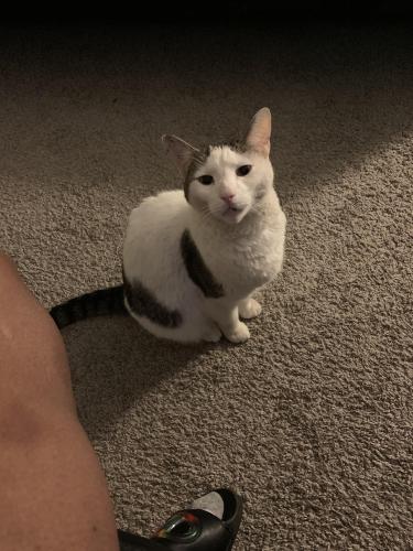 Lost Male Cat last seen Block dr in Irving Texas , Irving, TX 75038