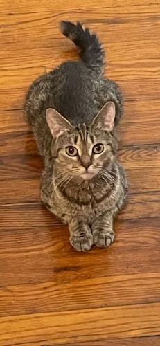Lost Female Cat last seen Near town and country blvd, Frisco, TX 75034, Frisco, TX 75034