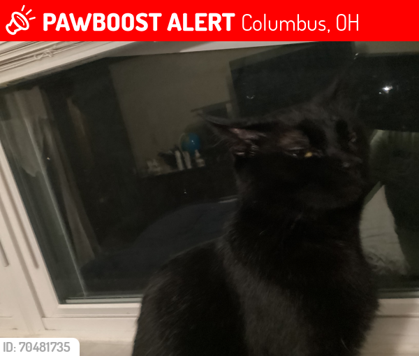 Lost Female Cat last seen Dorestshire rd, Columbus, OH 43229