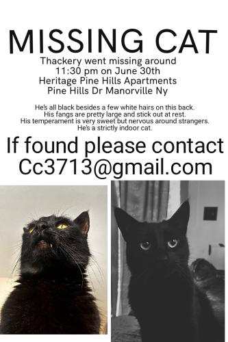 Lost Male Cat last seen Animal farm petting zoo, Manorville, NY 11949