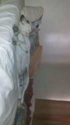 Lost Male Dog last seen W Hazen rd, S Rooks rd, Buckeye, AZ 85326