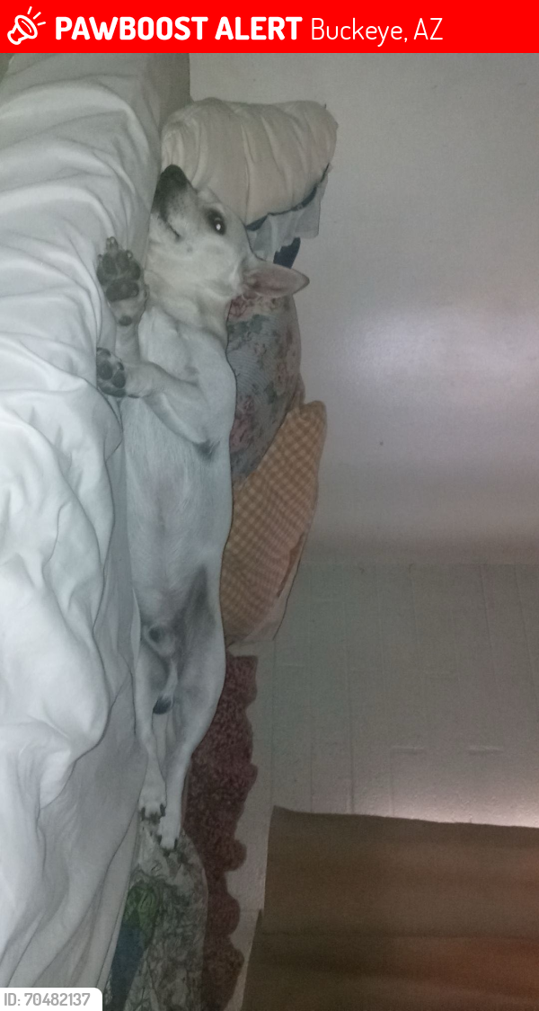 Lost Male Dog last seen W Hazen rd, S Rooks rd, Buckeye, AZ 85326