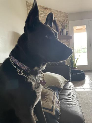 Lost Female Dog last seen Bel Aire/Fairmount, Burbank, CA 91502
