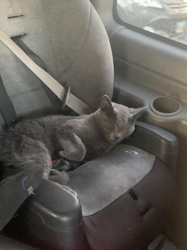 Lost Male Cat last seen Campus Park. 25th St & Norton Ave, Sioux Falls, SD 57105