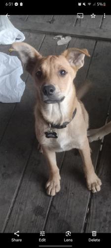 Lost Male Dog last seen Shultz hollow Baptist church or towards bricevile or got lost in dutch valley, Anderson County, TN 37769