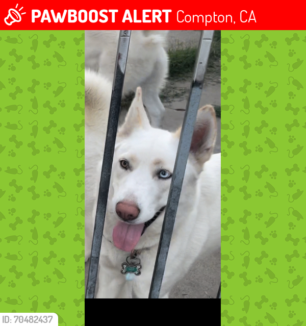 Lost Female Dog last seen Exmoor Ave , Compton, CA 90220