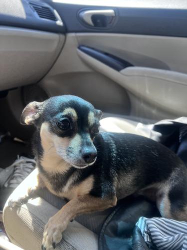 Lost Female Dog last seen Pine st, Compton, CA 90221