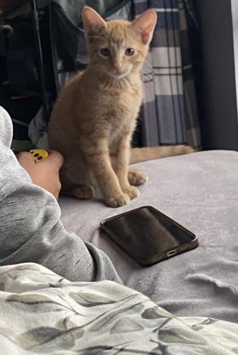 Lost Male Cat last seen Antelope rd, White City, OR 97503