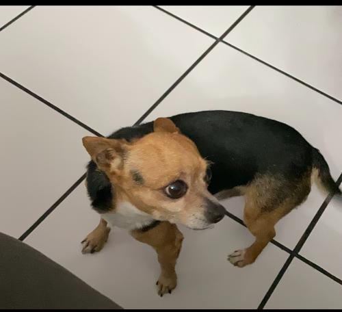 Lost Male Dog last seen Piru st and Aranbe, Compton, CA 90222