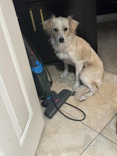 Lost Female Dog last seen Rosecrans and Pannes in Compton, Compton, CA 90221