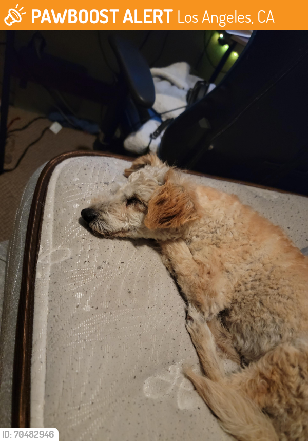 Los Angeles, CA Stray Female Dog Found Near near woodley and Chatsworth ...