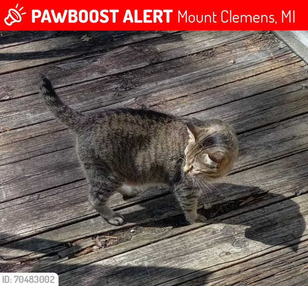 Lost Female Cat last seen S. Christine Cir. And N. Rose, Mount Clemens, MI 48043