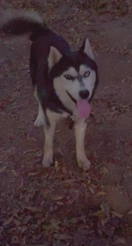 Lost Male Dog last seen Burlington , Burlington, NC 27217