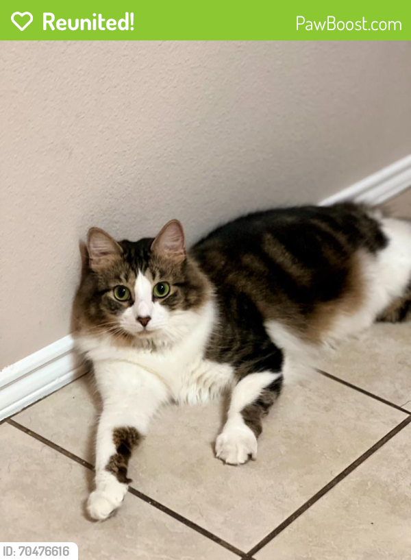 Reunited Male Cat last seen Heritage Way Dr, Fort Worth, TX 76137, USA, Fort Worth, TX 76137