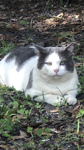 Lost Male Cat last seen Sheridan ave, Canaveral Groves, FL 32926