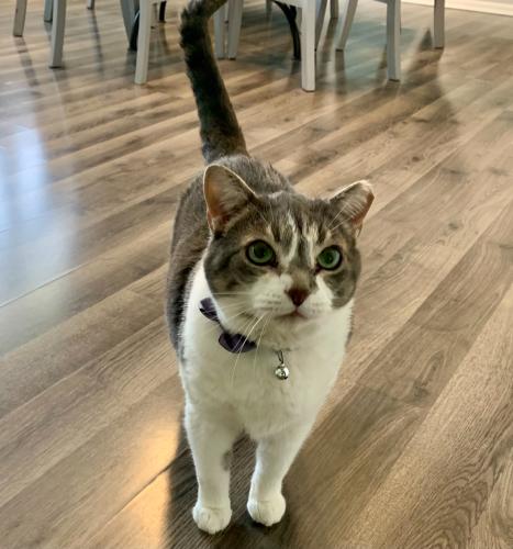 Lost Female Cat last seen Franklin Rd/Wellington Ave , Indianapolis, IN 46226