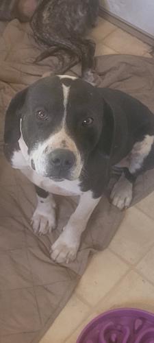 Lost Male Dog last seen Ramsey road Sam's valley , Jackson County, OR 97503