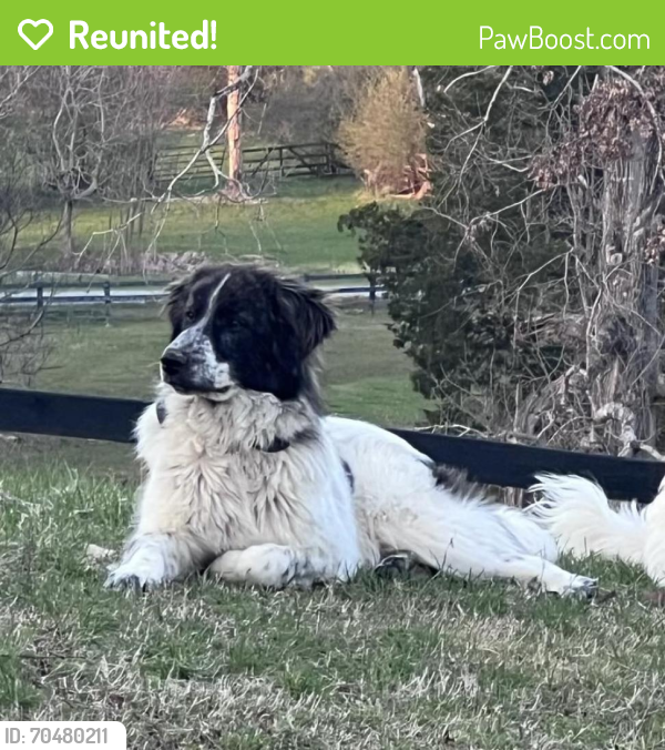 Reunited Male Dog last seen Near E Raccoon Valley Dr Knoxville TN 37938, Knoxville, TN 37938