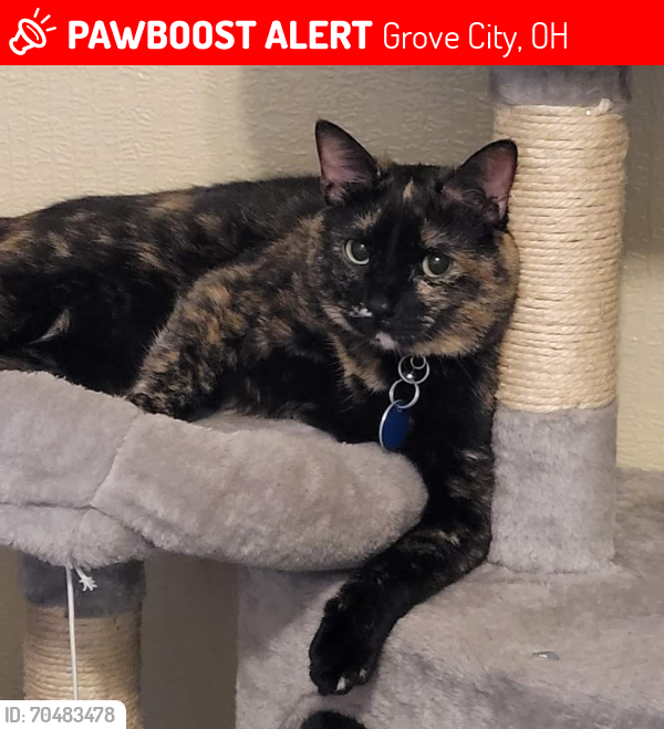 Lost Female Cat last seen Charlemagne , Grove City, OH 43123