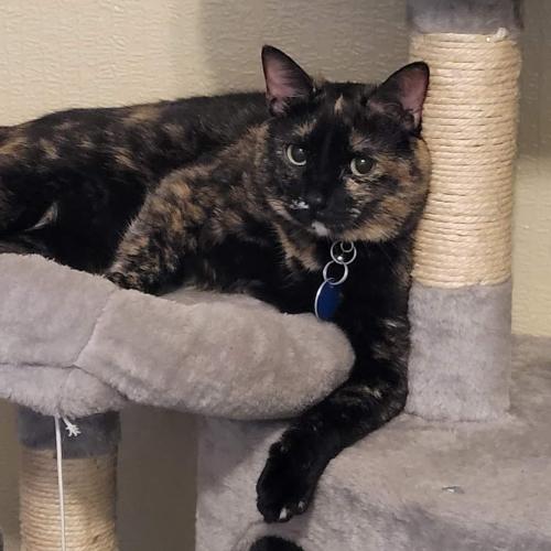 Lost Female Cat last seen Charlemagne , Grove City, OH 43123