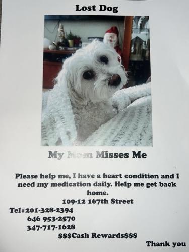 Lost Male Dog last seen 167th Steeet and 109 Avenue, Queens, NY 11432