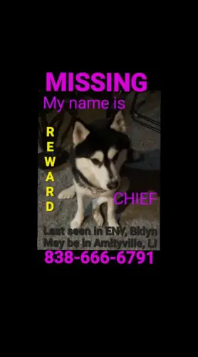 Lost Male Dog last seen Linden blvd, and Pennsylvania avenue AutoZone , Brooklyn, NY 11207