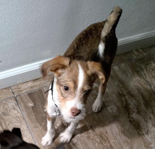 Lost Male Dog last seen Near n manor St Anaheim Ca LAST SEEN AT  WOKE UP AND HE WAS GONE, Anaheim, CA 92801