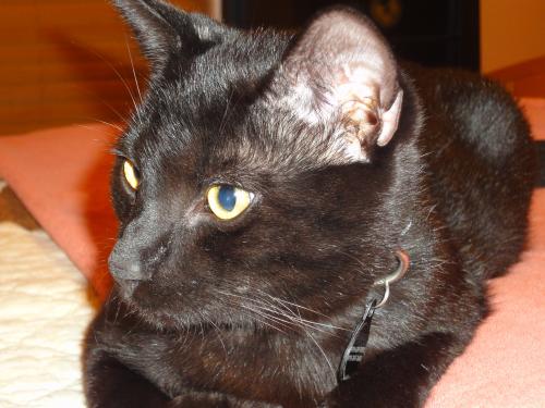 Lost Male Cat last seen White Memorial Church Road and Penwood Road, Willow Spring, NC 27592
