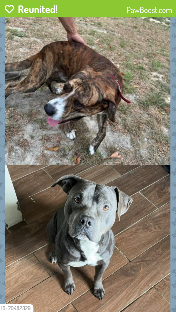 Reunited Male Dog last seen McAllister Ln, North Carolina 27546, USA, Harnett County, NC 27546