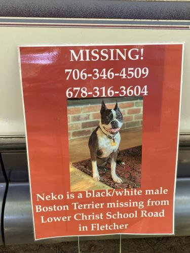 Lost Male Dog last seen Lower christ school road, Fletcher, NC 28732
