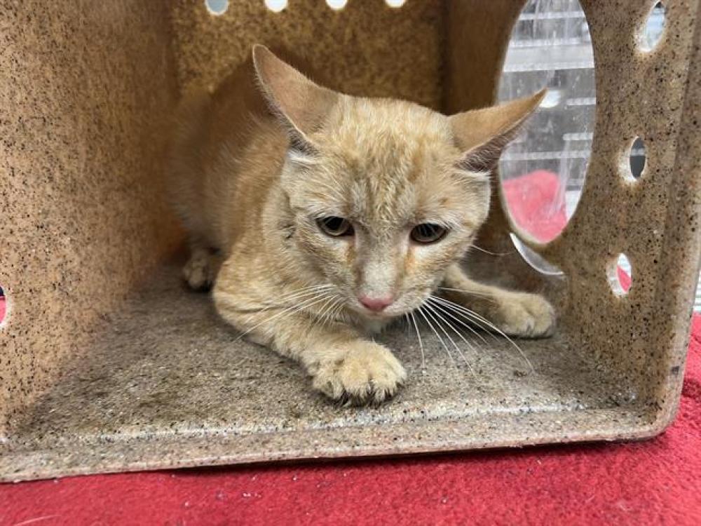 Shelter Stray Male Cat last seen , Palmdale, CA 93550
