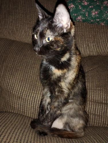 Lost Female Cat last seen W Regent St and Raymond ave , Indianapolis, IN 46225