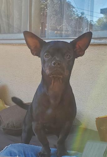 Lost Male Dog last seen Downey ave and somerset ranch, Paramount, CA 90723