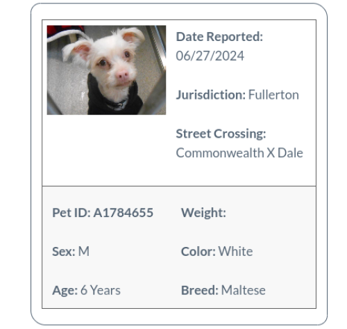 Lost Male Dog last seen La Palma and State College , Anaheim, CA 92806
