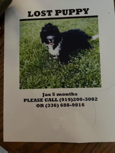 Lost Male Dog last seen Near Gilmore Drive Liberty NC, Liberty, NC 27298