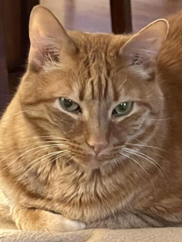 Lost Male Cat last seen Greenbriar Ave. flt Rock, NC, Henderson County, NC 28731