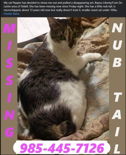 Lost Female Cat last seen Bayou Liberty Water Tower, Slidell, LA 70460
