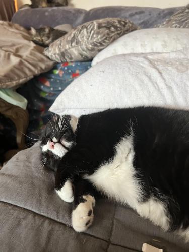 Lost Male Cat last seen C Dr and 2nd Street , Millersport, OH 43046