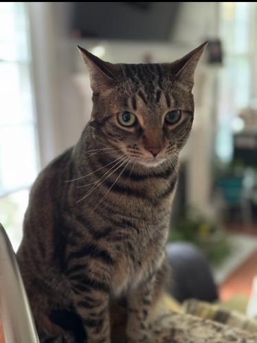 Lost Male Cat last seen Cary parkway, Cary, NC 27513