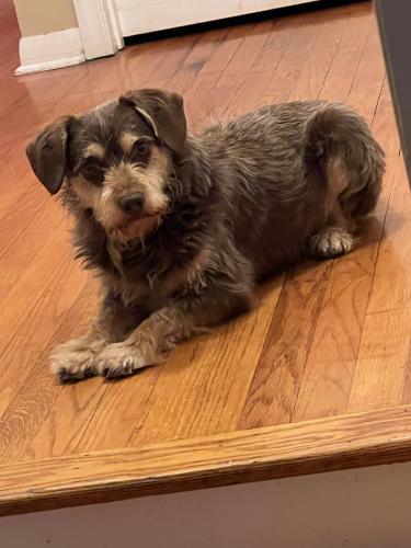 Lost Male Dog last seen Southwood and taliwa, Knoxville, TN 37920