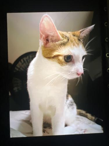 Lost Female Cat last seen 90-48 180th Street , Queens, NY 11432