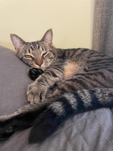 Lost Male Cat last seen Muirwoods neighborhood near Cary parkway and high hse intersection, Cary, NC 27513