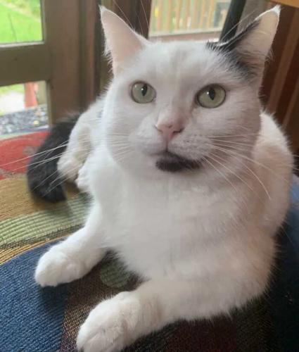 Lost Female Cat last seen Bryden & Sycamore, Columbus, OH 43205